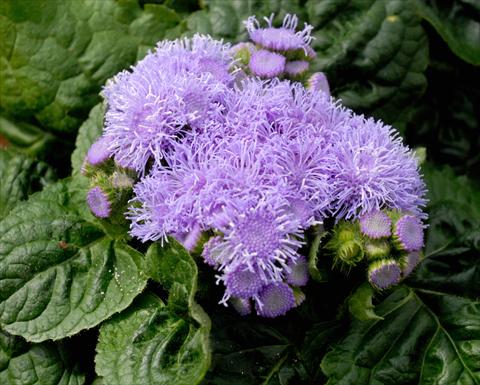 foto van een variëteit aan bloemen, te gebruiken als: Pot - en perkplant Ageratum houstonianum Azzurro