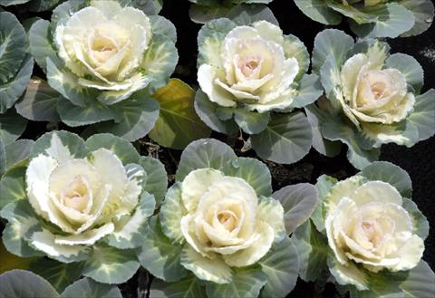 foto van een variëteit aan bloemen, te gebruiken als: Pot - en perkplant Brassica oleracea Liscia Bianco