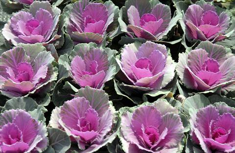 foto van een variëteit aan bloemen, te gebruiken als: Pot - en perkplant Brassica oleracea Liscia Rosa