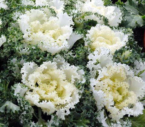 foto van een variëteit aan bloemen, te gebruiken als: Pot - en perkplant Brassica oleracea Riccia Bianco