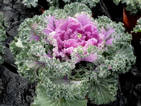 foto van een variëteit aan bloemen, te gebruiken als: Pot - en perkplant Brassica oleracea Riccia Rosa