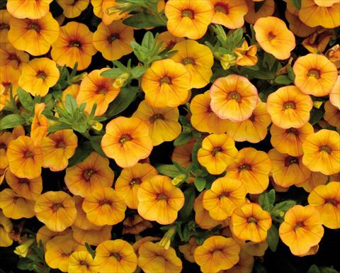 foto van een variëteit aan bloemen, te gebruiken als: Potplant, patioplant, korfplant Calibrachoa Sweet Bells® Arancio