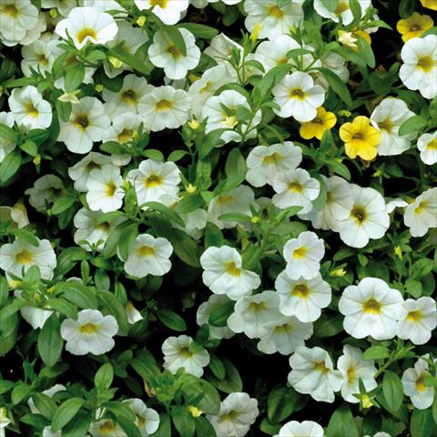 foto van een variëteit aan bloemen, te gebruiken als: Potplant, patioplant, korfplant Calibrachoa Sweet Bells® Bianco