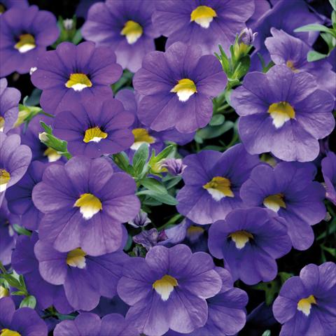 foto van een variëteit aan bloemen, te gebruiken als: Potplant, patioplant, korfplant Calibrachoa Sweet Bells® Blu
