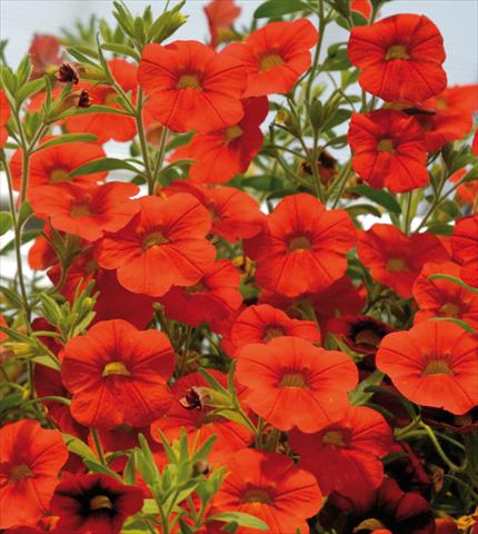 foto van een variëteit aan bloemen, te gebruiken als: Potplant, patioplant, korfplant Calibrachoa Sweet Bells® Rosso