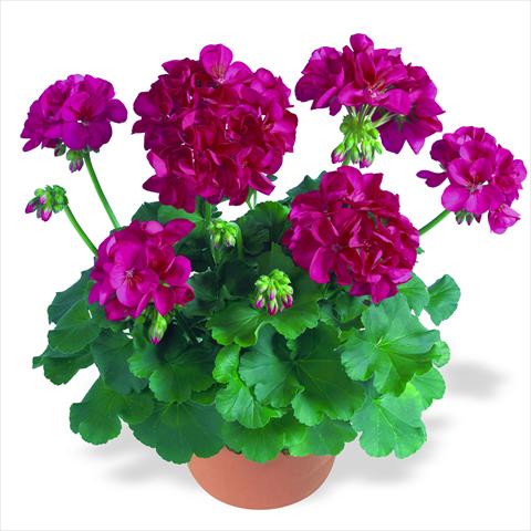 foto van een variëteit aan bloemen, te gebruiken als: Pot Pelargonium zonale RED FOX Survivor Neon Violet