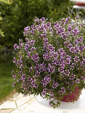 foto van een variëteit aan bloemen, te gebruiken als: Potplant, patioplant, korfplant Cuphea ilavea Vienco Lavender