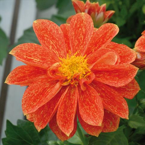foto van een variëteit aan bloemen, te gebruiken als: Pot - en perkplant Dahlia Royal® Dahlietta Rosso Splash