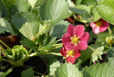 foto van een variëteit aan bloemen, te gebruiken als: Pot - en perkplant Fragaria Fragola rifiorente a fiore rosso