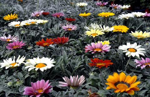 foto van een variëteit aan bloemen, te gebruiken als: Pot - en perkplant Gazania splendens Mix