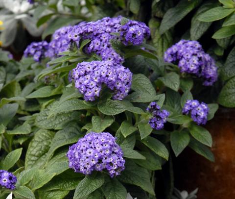 foto van een variëteit aan bloemen, te gebruiken als: Pot - en perkplant Heliotropium arborescens Blu