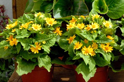 foto van een variëteit aan bloemen, te gebruiken als: Pot - en perkplant Melampodium Giallo