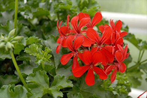 foto van een variëteit aan bloemen, te gebruiken als: Potplant, patioplant, korfplant Pelargonium peltatum Grand Idols® Red