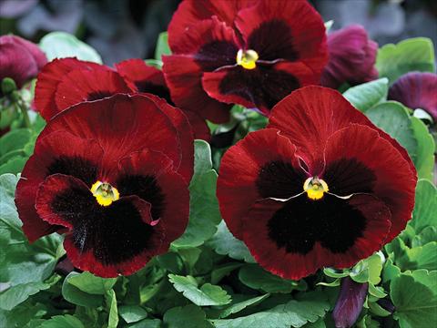 foto van een variëteit aan bloemen, te gebruiken als: Pot - en perkplant Viola wittrockiana Mammoth Big Red