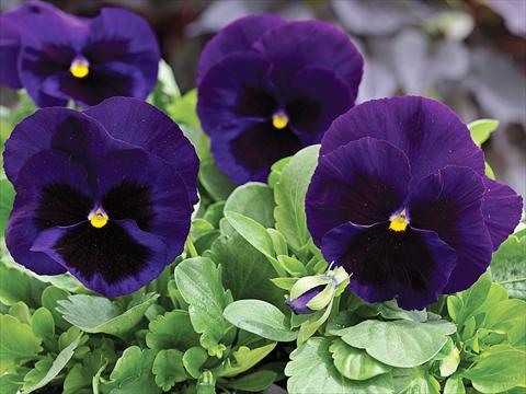 foto van een variëteit aan bloemen, te gebruiken als: Pot - en perkplant Viola wittrockiana Mammoth Deep Blue Dazzle
