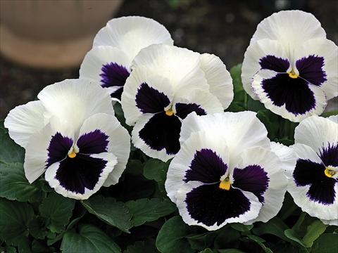 foto van een variëteit aan bloemen, te gebruiken als: Pot - en perkplant Viola wittrockiana Mammoth Glamarama White