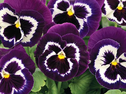 foto van een variëteit aan bloemen, te gebruiken als: Pot - en perkplant Viola wittrockiana Mammoth Viva La Violet