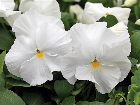 foto van een variëteit aan bloemen, te gebruiken als: Pot - en perkplant Viola wittrockiana Mammoth White Hot