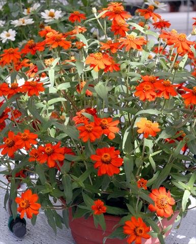 foto van een variëteit aan bloemen, te gebruiken als: Pot - en perkplant Zinnia interspecifica Profusion Rosso