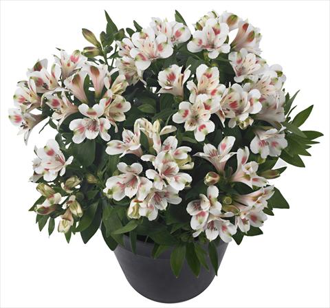 foto van een variëteit aan bloemen, te gebruiken als: Pot - en perkplant Alstroemeria Inticancha® Creamy Dark Pink