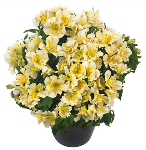 foto van een variëteit aan bloemen, te gebruiken als: Pot - en perkplant Alstroemeria Inticancha® Sunlight