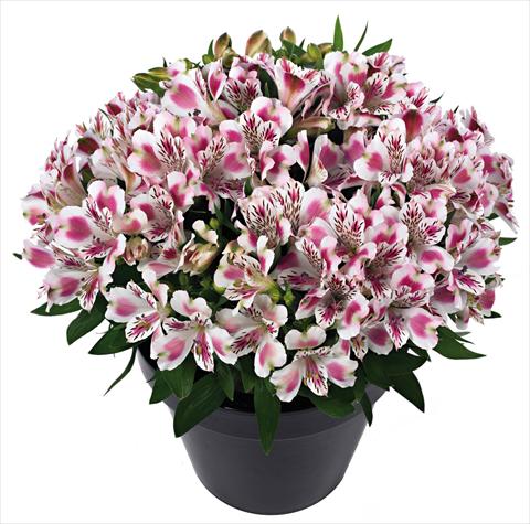 foto van een variëteit aan bloemen, te gebruiken als: Pot - en perkplant Alstroemeria Inticancha® White Pink Blush