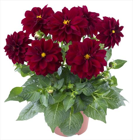 foto van een variëteit aan bloemen, te gebruiken als: Pot - en perkplant Dahlia Carolina Burgundy
