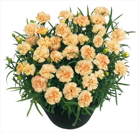 foto van een variëteit aan bloemen, te gebruiken als: Pot - en perkplant Dianthus BlingBling