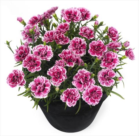 foto van een variëteit aan bloemen, te gebruiken als: Pot - en perkplant Dianthus Esta