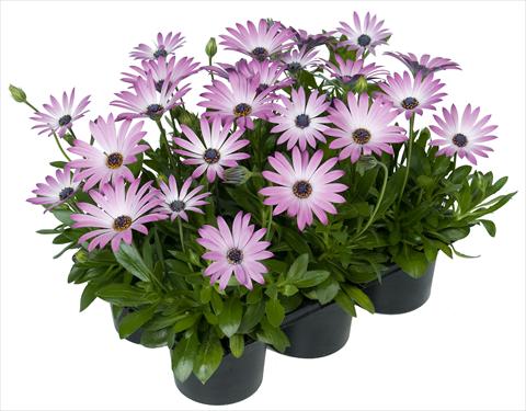 foto van een variëteit aan bloemen, te gebruiken als: Pot - en perkplant Osteospermum Margarita Nano® Light Pink