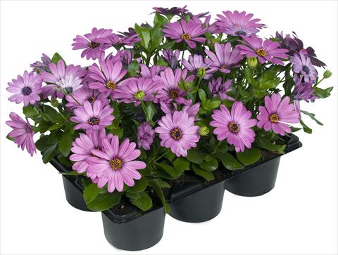 foto van een variëteit aan bloemen, te gebruiken als: Pot - en perkplant Osteospermum Margarita Nano® Pink