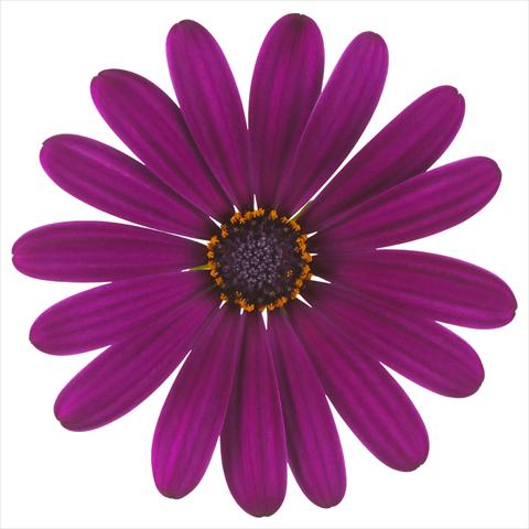 foto van een variëteit aan bloemen, te gebruiken als: Pot - en perkplant Osteospermum Margarita Nano® Purple
