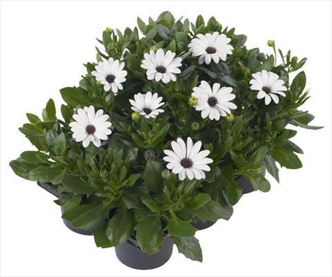 foto van een variëteit aan bloemen, te gebruiken als: Pot - en perkplant Osteospermum Margarita Nano® White