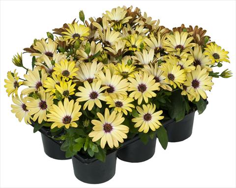 foto van een variëteit aan bloemen, te gebruiken als: Pot - en perkplant Osteospermum Margarita Nano® Yellow