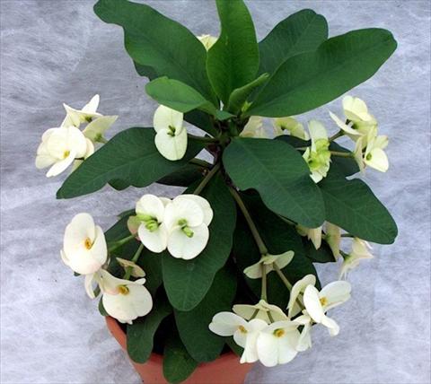 foto van een variëteit aan bloemen, te gebruiken als: Pot - en perkplant Euphorbia x martinii Athena 2006