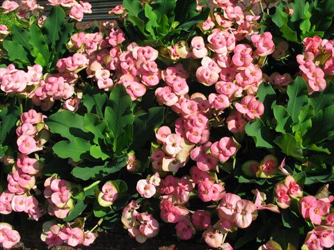 foto van een variëteit aan bloemen, te gebruiken als: Pot - en perkplant Euphorbia x martinii Pandorra