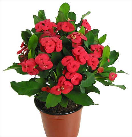 foto van een variëteit aan bloemen, te gebruiken als: Pot - en perkplant Euphorbia x martinii Vulcanus