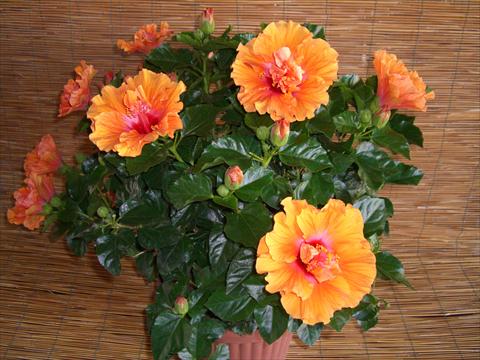 foto van een variëteit aan bloemen, te gebruiken als: Pot - en perkplant Hibiscus rosa-sinensis Targa