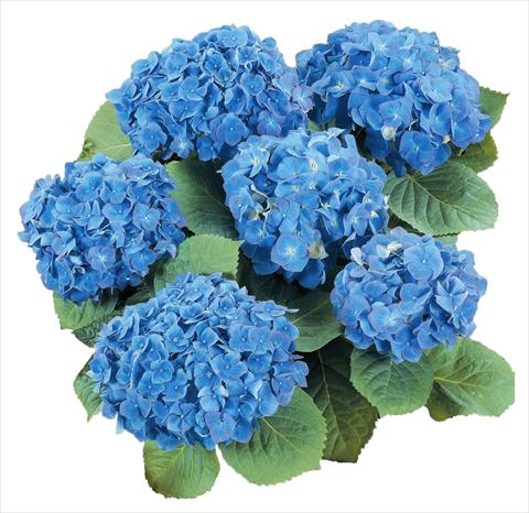 foto van een variëteit aan bloemen, te gebruiken als: Pot - en perkplant Hydrangea macrophylla Everbloom Blue Heaven