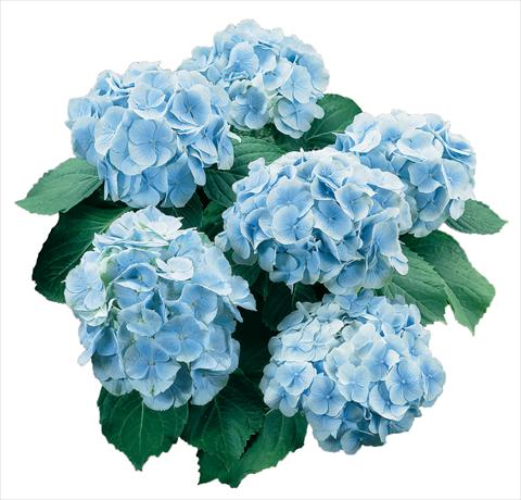 foto van een variëteit aan bloemen, te gebruiken als: Pot - en perkplant Hydrangea macrophylla Everbloom Blue Wonder