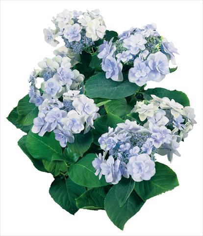 foto van een variëteit aan bloemen, te gebruiken als: Pot - en perkplant Hydrangea macrophylla YOU&ME Emotion Youmethree Blu