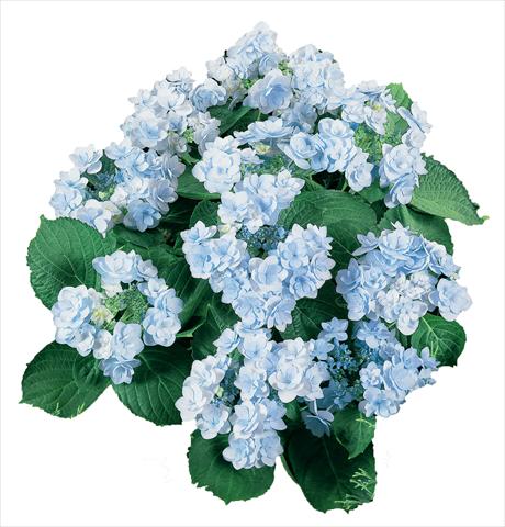 foto van een variëteit aan bloemen, te gebruiken als: Pot - en perkplant Hydrangea macrophylla YOU&ME Forever Youmeone Blu