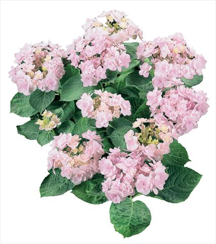 foto van een variëteit aan bloemen, te gebruiken als: Pot - en perkplant Hydrangea macrophylla YOU&ME Forever Youmeone Rosa