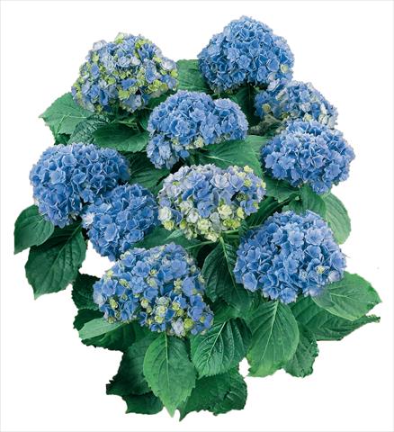 foto van een variëteit aan bloemen, te gebruiken als: Pot - en perkplant Hydrangea macrophylla YOU&ME Together Youmefive Blu
