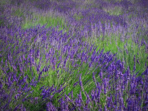 foto van een variëteit aan bloemen, te gebruiken als: Pot - en perkplant Lavandula intermedia Provence