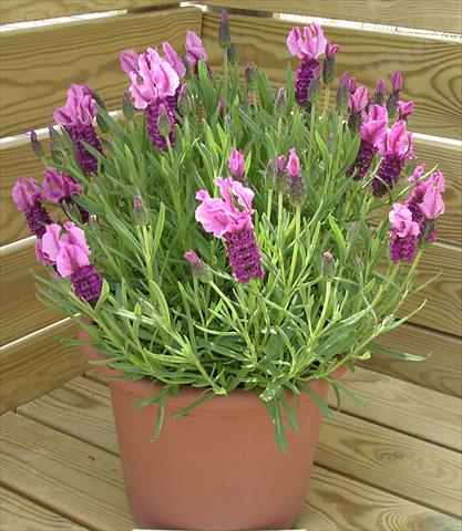 foto van een variëteit aan bloemen, te gebruiken als: Pot - en perkplant Lavandula stoechas Paradiso Dark Pink