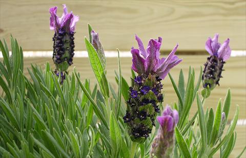 foto van een variëteit aan bloemen, te gebruiken als: Pot - en perkplant Lavandula stoechas Paradiso Purple