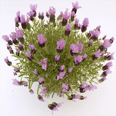 foto van een variëteit aan bloemen, te gebruiken als: Pot - en perkplant Lavandula stoechas Pico Paradiso Lavender
