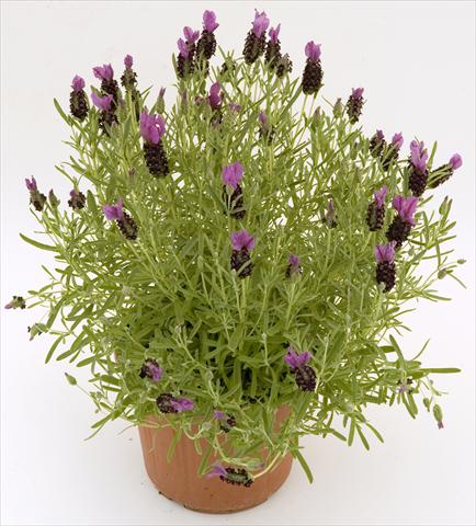 foto van een variëteit aan bloemen, te gebruiken als: Pot - en perkplant Lavandula stoechas Pico Paradiso Purple
