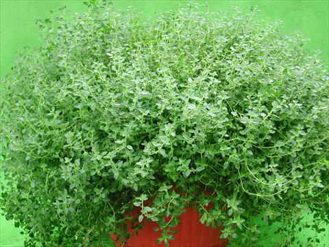 foto van een variëteit aan bloemen, te gebruiken als: Pot - en perkplant Thymus citrodorus Lemon Supreme